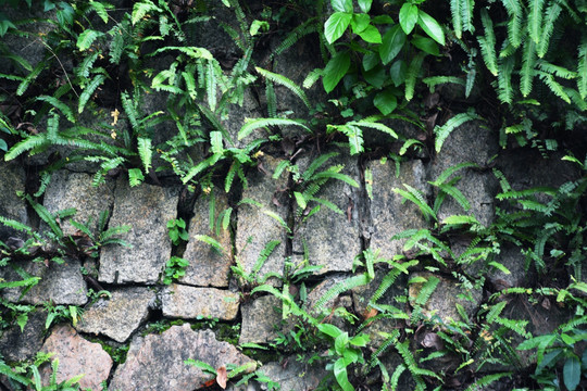 蕨类植物植物墙