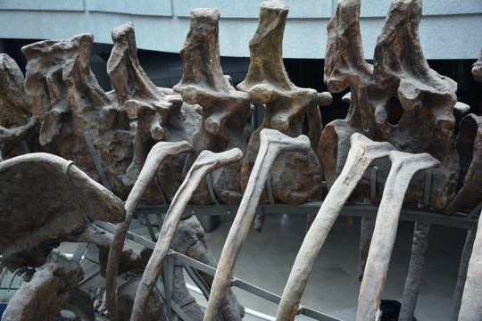 史前生物化石标本博物馆摄影