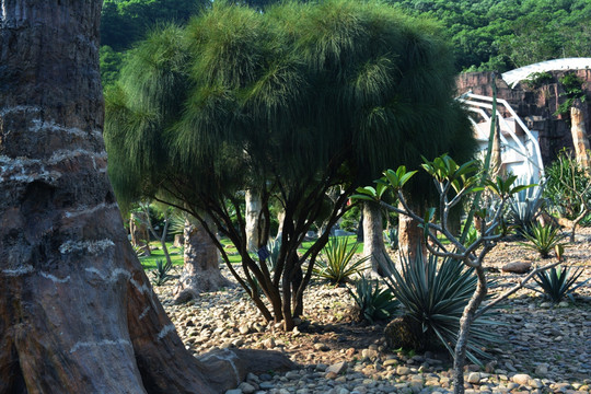 芦荟多肉植物