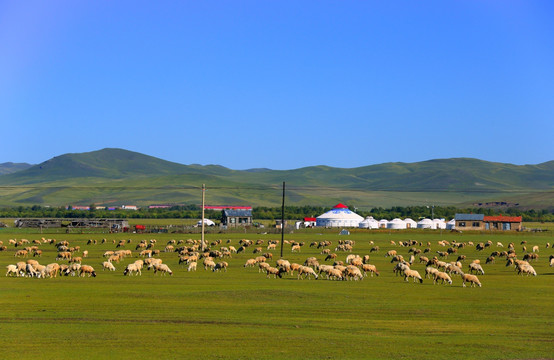 羊群牧场
