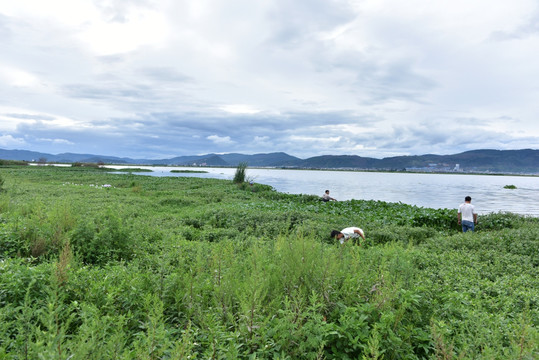 杞麓湖