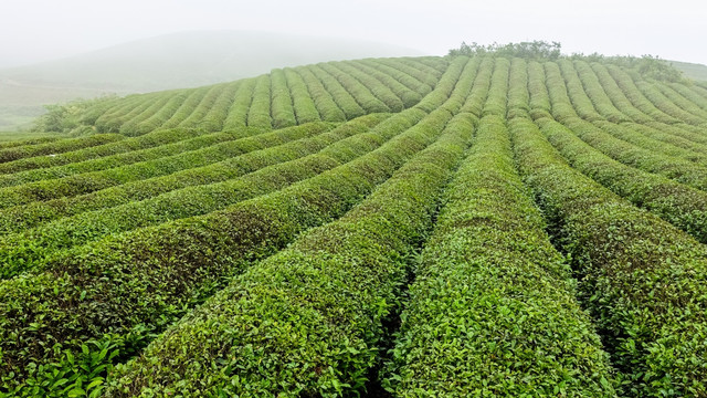 都匀毛尖茶园