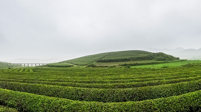 万亩茶园全景素材