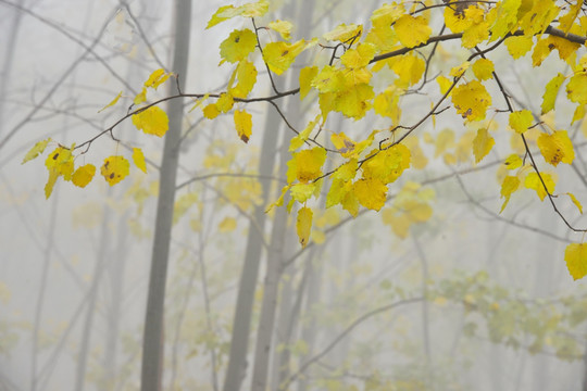 雾里的白杨树