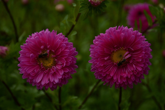 花卉