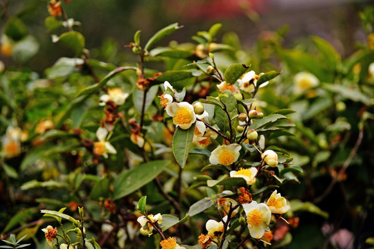 美丽的茶花