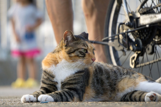 猫 城市里的猫