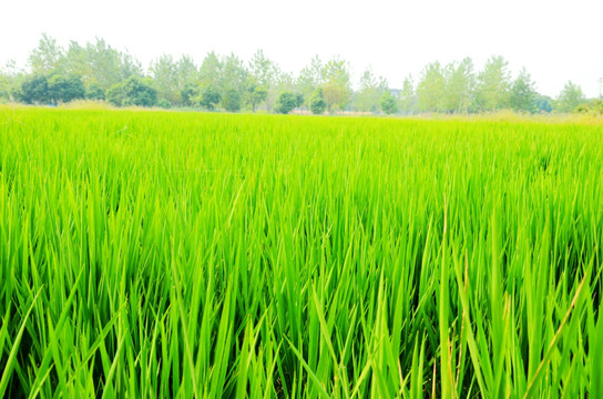 绿的的稻田