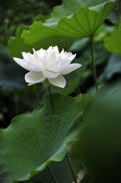 白荷花  白莲