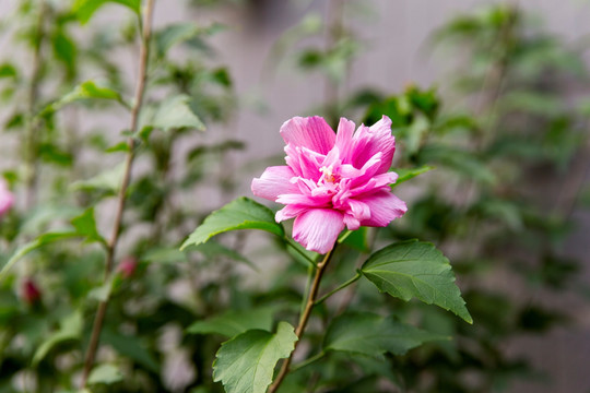 紫色木槿花