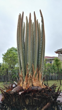 铁树嫩芽