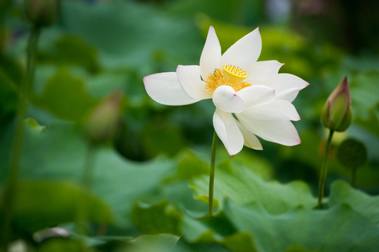 白莲花