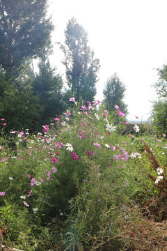 山间鲜花