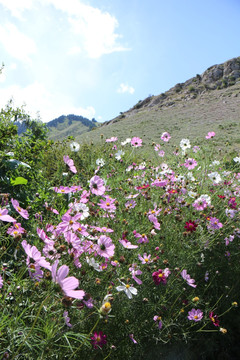 山间鲜花