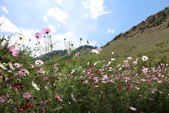 山间鲜花