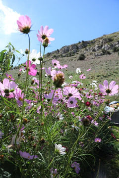 山间鲜花