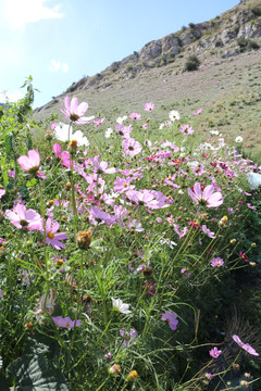 山间鲜花