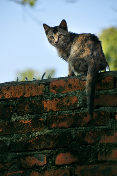 野猫