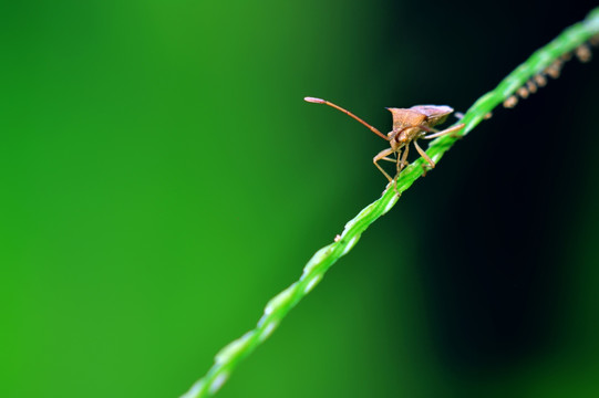 甲虫