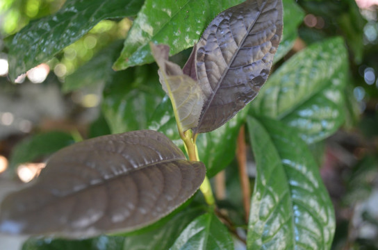 金花茶嫩芽