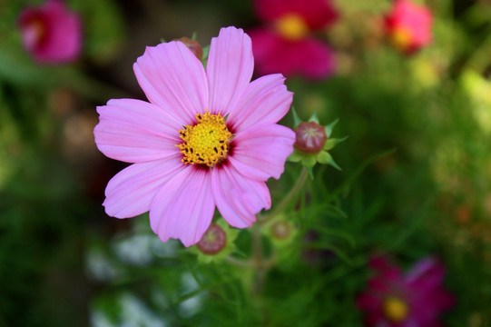 格桑花 粉色 花朵