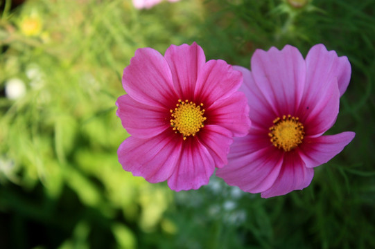 格桑花 粉色 花朵