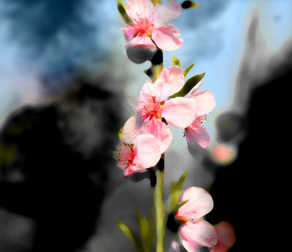 水墨杏花 合層