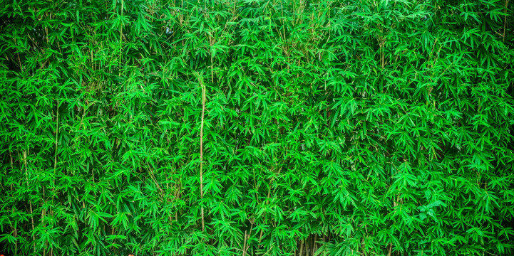 植物墻 寬幅