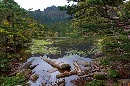 高山湿地