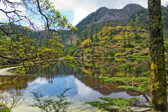 高山湿地