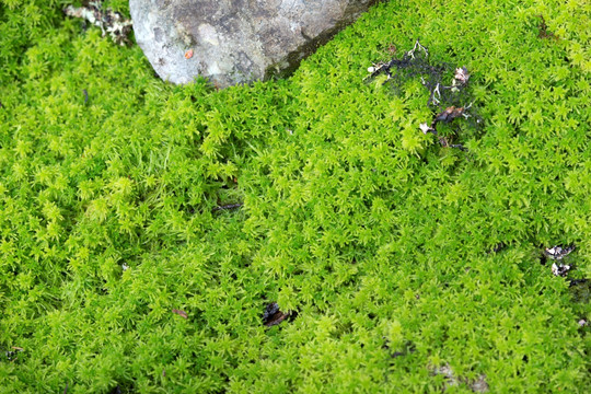 高山苔藓