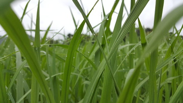 植物 水稻 农作物