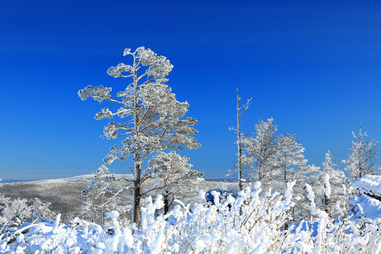 冬雪雾凇