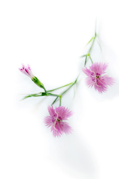 一花一境韻