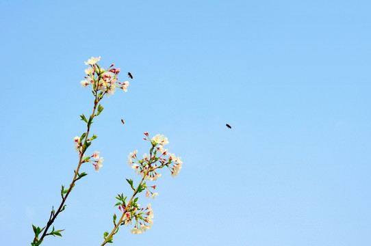 蜜蜂和樱花特写