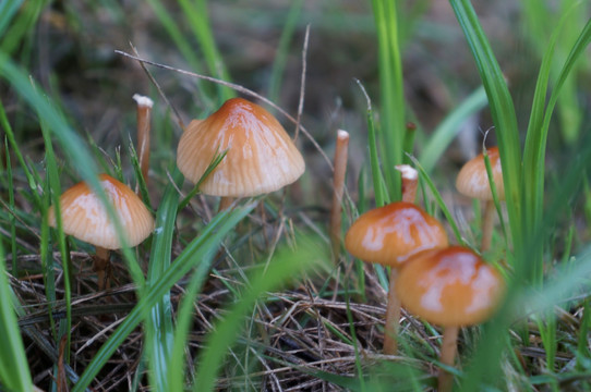 草丛里的野蘑菇