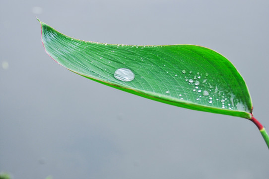 树叶上雨滴