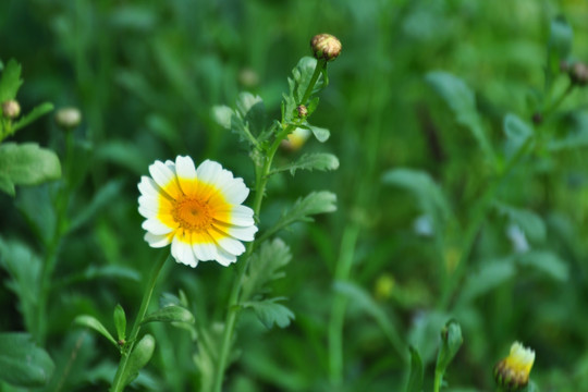 茼蒿花