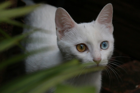 白色 猫猫 宠物猫 波斯眼