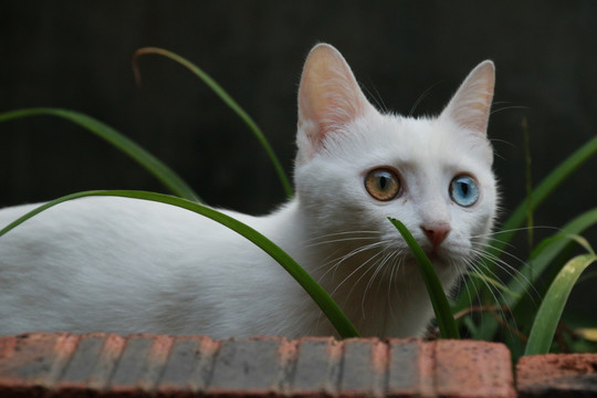 白色 猫猫 宠物猫 波斯眼
