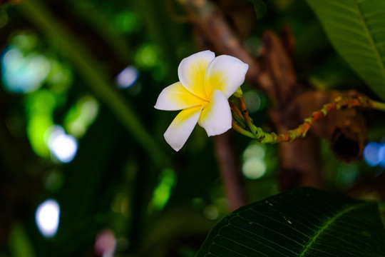 鸡蛋花