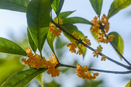 桂花