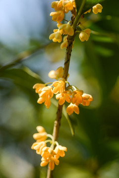 桂花