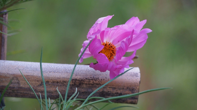 波斯菊