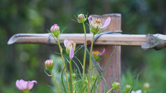 波斯菊