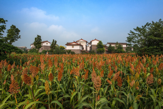 郫县青杠树村红高粱