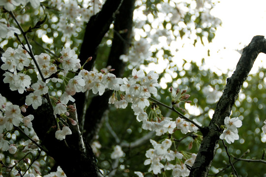 樱花