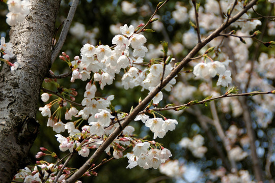 樱花