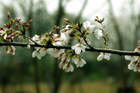 樱花