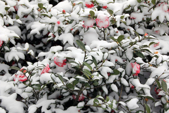 西湖雪